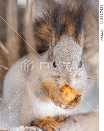 The squirrel with nut sits on tree in the winter or late autumn 118517425