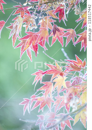霜のついた紅葉 霜のついた紅葉 118517442