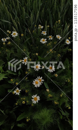 Wild daisies growing among green grass blades 118517596