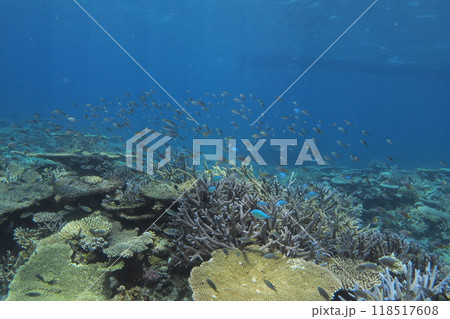 珊瑚礁に群れるスズメダイ 水中写真 珊瑚礁に群れるスズメダイ 水中写真 118517608