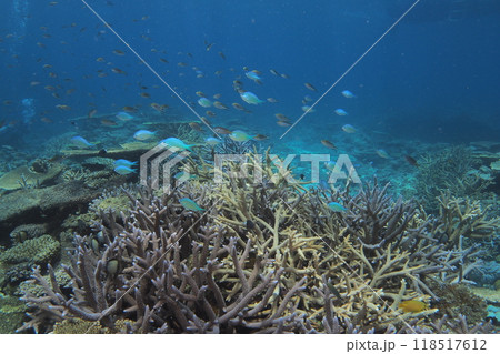 珊瑚礁に群れるスズメダイ 水中写真 珊瑚礁に群れるスズメダイ 水中写真 118517612