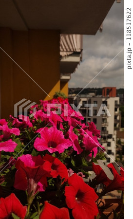Beautiful pink and red petunias blooming on urban balcony 118517622