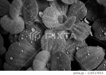 drops of rain on leaves of water cabbage drops of rain on leaves of water cabbage 118517653