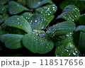 drops of rain on leaves of water cabbage 118517656
