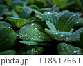 drops of rain on leaves of water cabbage 118517661
