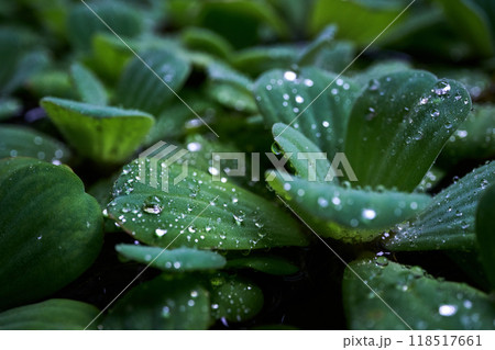 drops of rain on leaves of water cabbage 118517661