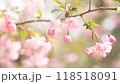 アップに写したサクラ 118518091