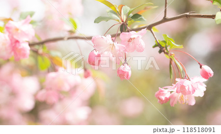 アップに写したサクラ 118518091