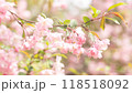 温かみのある桜たち 118518092