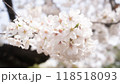 美しいサクラの花 118518093