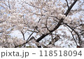 晴れた日の桜 118518094