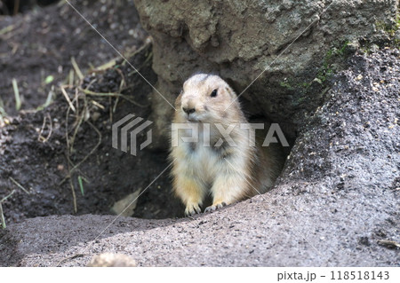 10 月 上野動物園のプレーリードッグ巣穴からこんにちは 118518143