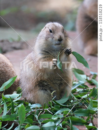 10 月 上野動物園のプレーリードッグ食欲の秋でどっしり 10 月 上野動物園のプレーリードッグ食欲の秋でどっしり 118518219