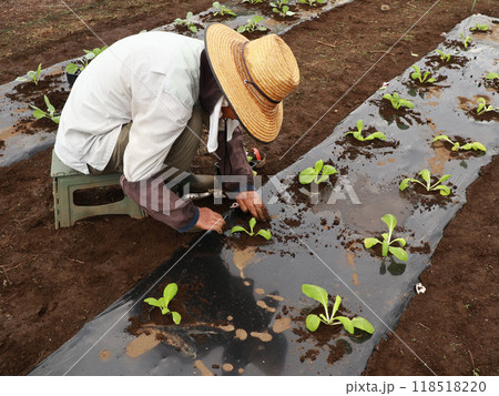 野菜苗を植えるシニア 野菜苗を植えるシニア 118518220