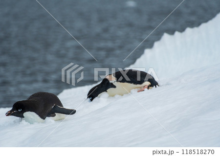 Adelie Penguin standing on an iceberg 118518270