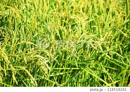 稲穂の実り　北海道 118518281