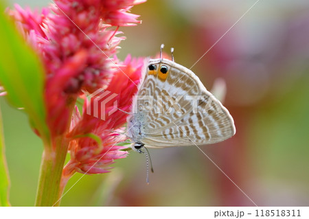ケイトウの花とウラナミシジミ 118518311