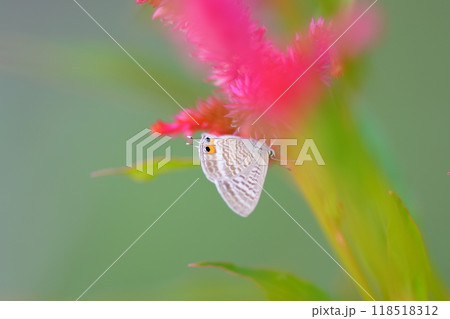 ケイトウの花とウラナミシジミ 118518312