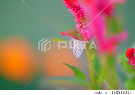 ケイトウの花とウラナミシジミ 118518313