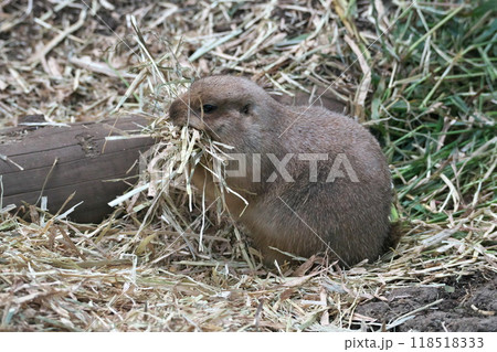 10 月 上野動物園のプレーリードッグ巣穴ベッドメイキングのワラ集め 118518333