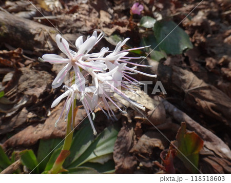 白花のショウジョウバカマ 白花のショウジョウバカマ 118518603