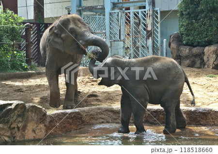 10 月 上野動物園アジアゾウの親子 母ゾウが子ゾウにお食べなさい 118518660
