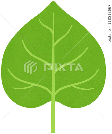 マラカイト♡葉っぱの形♡No.2050 日当たりを気にしなくても 育てやすいマドカズラ 大きな葉っぱに窓の