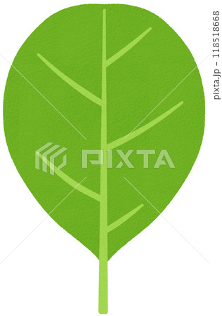 葉_倒卵形 葉_倒卵形 118518668