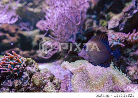 泳ぐブラウンタンと珊瑚礁 118518823