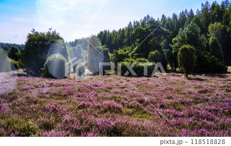 Blooming heather field creating vibrant landscape with forest background Blooming heather field creating vibrant landscape with forest background 118518828
