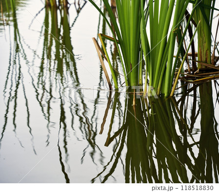 Green reeds growing in the water creating reflections Green reeds growing in the water creating reflections 118518830