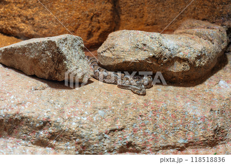 岩場で休むサイドワインダー 岩場で休むサイドワインダー 118518836