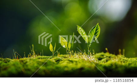 Tree Growth Three Steps In nature And beautiful lighting 118518854