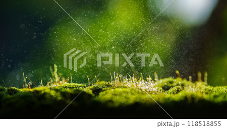 Natural green moss and bokeh light from background, display of product 118518855