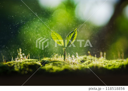 Small tree on the ground covered with moss, nature and environment background Small tree on the ground covered with moss, nature and environment background 118518856