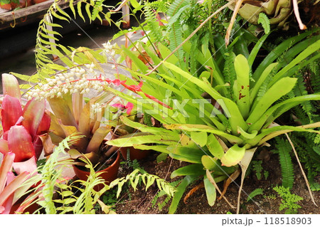 植物園の温室のヨウラクツツアナナス 植物園の温室のヨウラクツツアナナス 118518903