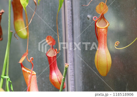 植物園の温室の赤いネペンテス 植物園の温室の赤いネペンテス 118518906