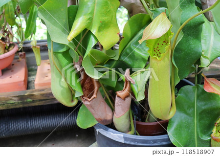 植物園の温室の巨大なネペンテス トランカータ 植物園の温室の巨大なネペンテス トランカータ 118518907