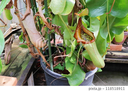 植物園の温室の巨大なネペンテス トランカータ 植物園の温室の巨大なネペンテス トランカータ 118518911