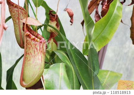 植物園の温室のネペンテス ドイ 植物園の温室のネペンテス ドイ 118518913