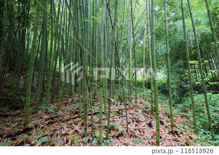 植物園の竹林のタイワンマダケ 118518926