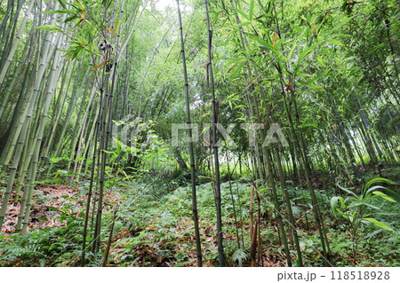 植物園の竹林のナリヒラダケ 118518928