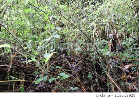 植物園の竹林のムツオレダケ 118518929