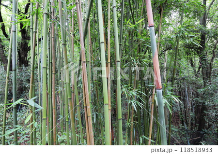 植物園の竹林のウンモンチク 植物園の竹林のウンモンチク 118518933