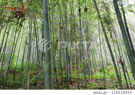 植物園の竹林のトウチク 植物園の竹林のトウチク 118518934