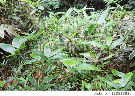 植物園の竹林のミヤコザサ 118518936