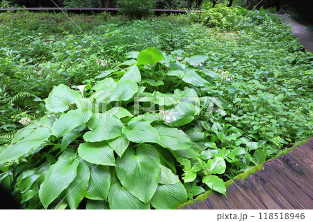 植物園の湿生園に植えられたギボウシ 118518946