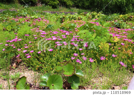 花壇に植えられたピンクのマツバギク 118518969