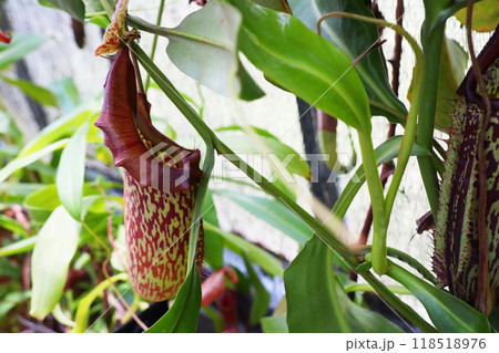 植物園の温室のネペンテス マキシマの下位袋 植物園の温室のネペンテス マキシマの下位袋 118518976