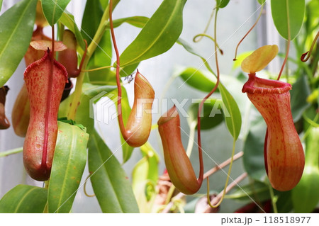 植物園の温室のネペンテス 118518977